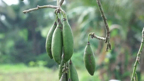 The fruit of Ceiba pentandra (cotton, Java kapok, silk cotton) Stock Footage 270806248