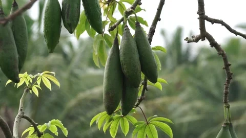 The fruit of Ceiba pentandra (cotton, Java kapok, silk cotton) Stock Footage 270806259