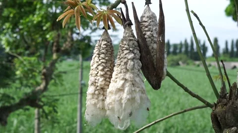 The fruit of Ceiba pentandra (cotton, Java kapok, silk cotton) Stock Footage 270806653