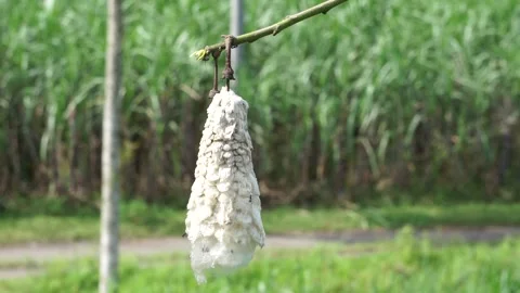 The fruit of Ceiba pentandra (cotton, Java kapok, silk cotton) Stock Footage 270806659