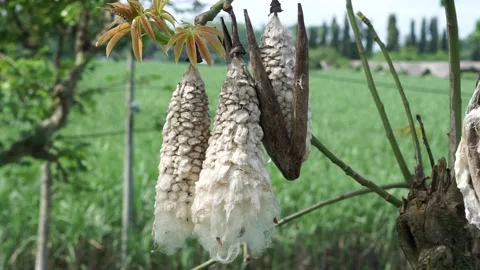 The fruit of Ceiba pentandra (cotton, Java kapok, silk cotton) Stock Footage 270807116