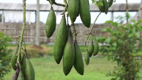 The fruit of Ceiba pentandra (cotton, Java kapok, silk cotton) Stock Footage 270807867