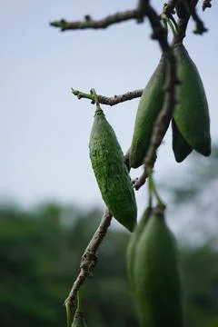 The fruit of Ceiba pentandra (cotton, Java kapok, silk cotton) Stock-Fotos