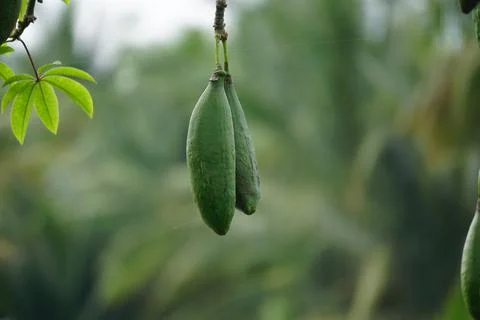 The fruit of Ceiba pentandra (cotton, Java kapok, silk cotton) Stock Photos