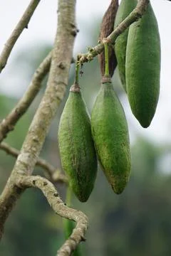 The fruit of Ceiba pentandra (cotton, Java kapok, silk cotton) Stock Photos