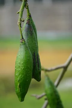 The fruit of Ceiba pentandra (cotton, Java kapok, silk cotton) Stock Photos