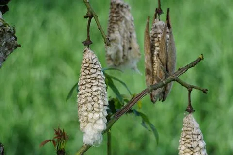 The fruit of Ceiba pentandra (cotton, Java kapok, silk cotton) Stock Photos