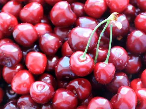 Fruit cherry berry Photos