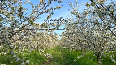 Fruit cherry orchard in full bloom Vidéo 166214293
