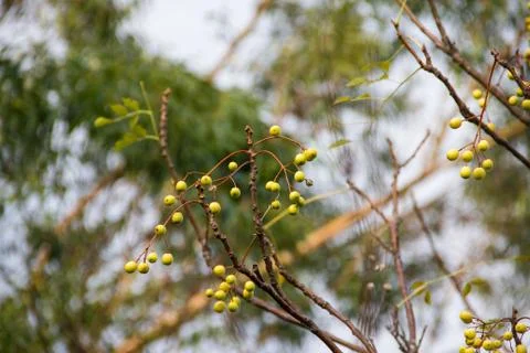 Fruit of the cinnamon tree in the summer Stock Photos