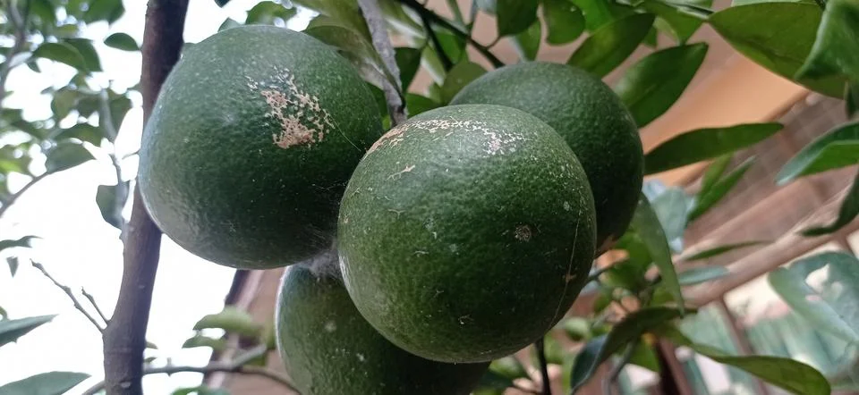 Fruit Citrus Stock Photos