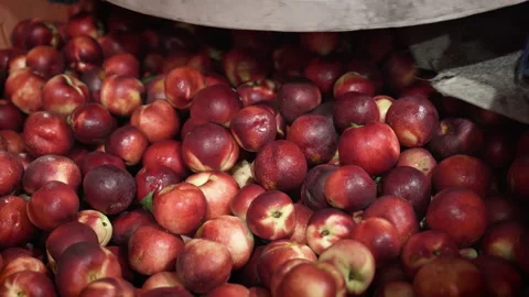 Fruit cleaning on the conveyor before packaging Stock Footage 233489373