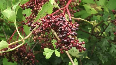 Fruit cluster of the black elderberry, Sambucus nigra Stock Footage 70740117