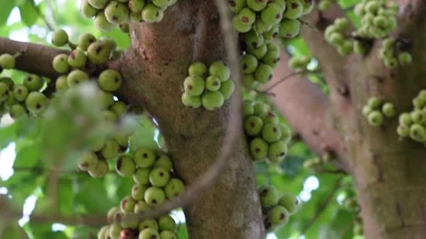 The fruit of a cluster fig tree Vídeo Stock 328524793