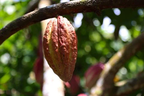 Fruit of cocoa tree, Cuba Stock Photos