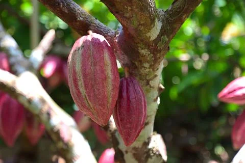 Fruit of cocoa tree, Cuba Stock Photos