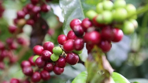 Fruit Coffee Stock Footage 77408193