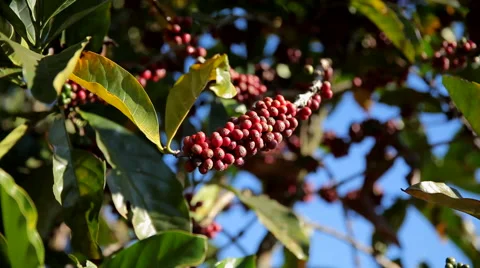 Fruit of the coffee tree Stock Footage 47797728