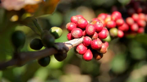 Fruit of the coffee tree Stock Footage 47797737