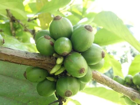 The fruit of the coffee tree Stock Photos