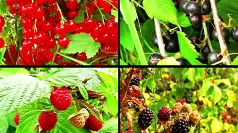 Fruit collage Stock Footage 10685282
