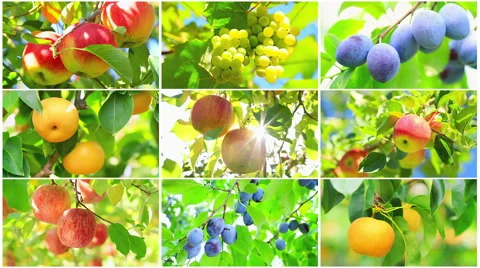 Fruit collage. Stock Footage 50046486