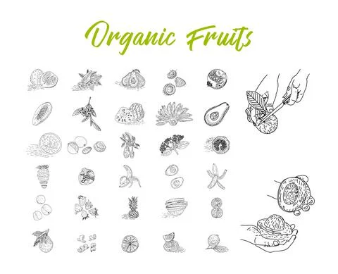 Fruit collection in flat hand drawn style, illustrations set. Stock Illustration