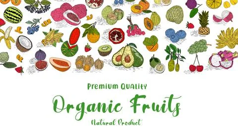 Fruit collection in flat hand drawn style, illustrations set. Stock Illustration