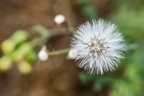 The fruit of the common groundsel close-up on the background of inflorescence Stock Photos
