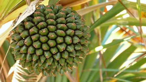 Fruit of Common screw pine (Pandanus utilis) Stock Footage 70705640