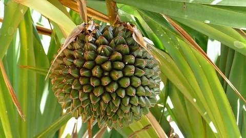 Fruit of Common screw pine (Pandanus utilis) Stock Footage 70705826