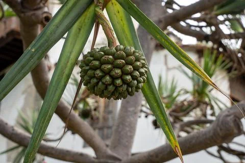 Fruit of common screwpine (Pandanus utilis) tree Foto stock