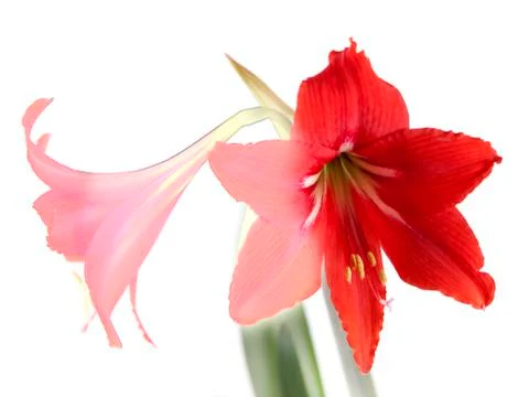 Fruit composition of colored drawing of red flower Stock Illustration