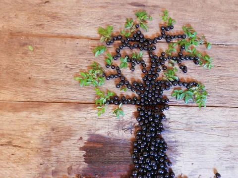 Fruit composition Stock Photos
