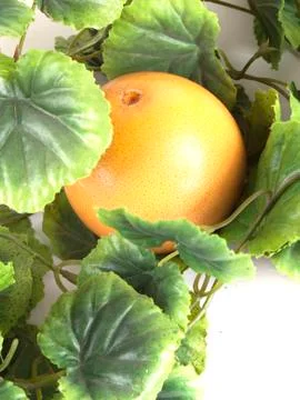 Fruit composition of ripe grapefruit Stock Photos