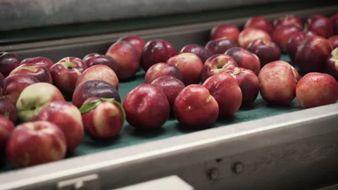 Fruit on the conveyor before packing Stock Footage 233489371