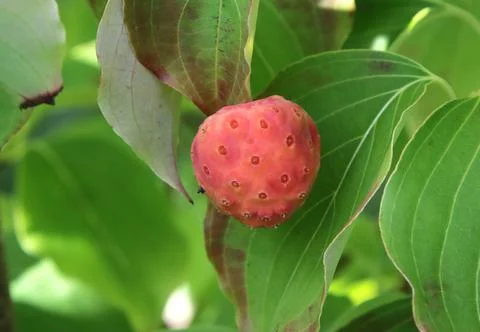 The fruit of the Coosa Derain tree. Stock Photos
