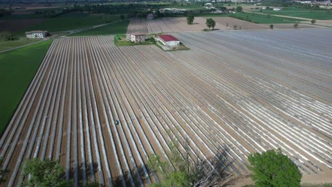 Fruit crop grows beneath long parallel plastic mini tunnels across the Po Valley Stock Footage 344476330
