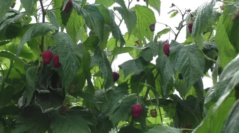 Fruit crop - Raspberries Stock Footage 52338940