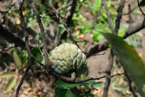 Fruit custard apple tree, sugar apple, sweetsop, or anon, Annona squamosa Stock Photos
