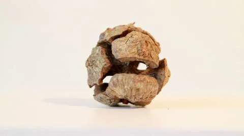 Fruit of Cypress rotating 스톡 동영상 21264079