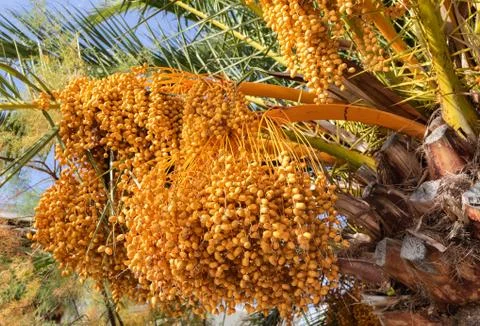 Fruit of the date palm Stock Photos