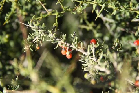 Fruit in the desert Stock Photos