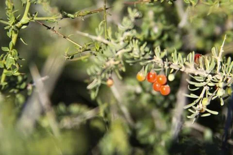 Fruit in the desert Stock Photos