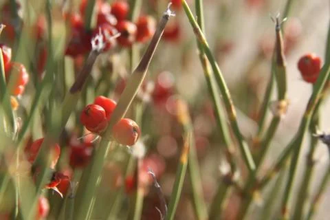 Fruit in the desert Foto stock