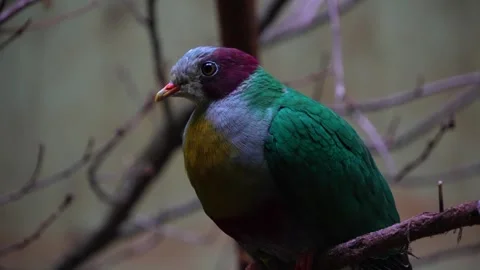 A fruit-dove sitting Stock Footage 271206296