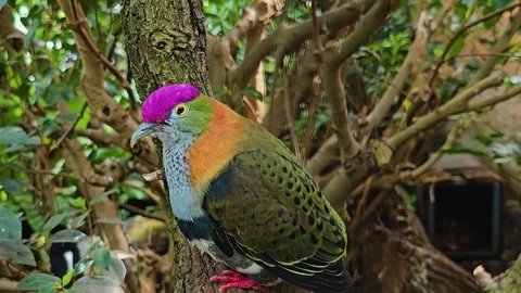 A fruit-dove sitting Stock Footage 273834217
