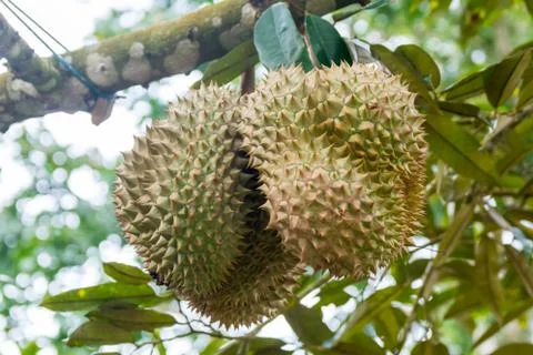 Fruit durian Stock Photos