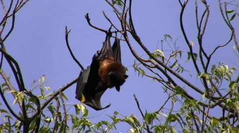 Fruit-eating bat Stock Footage 353246