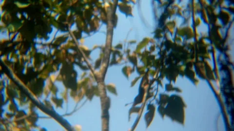 Fruit-eating Bird Stock Footage 312904900